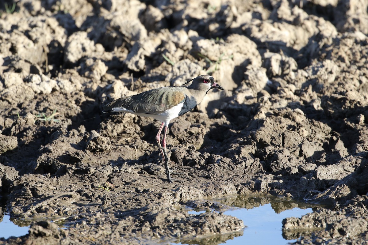 Southern Lapwing - ML409211771