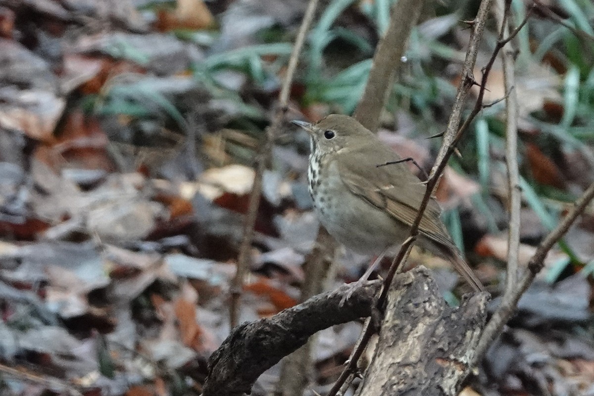 Hermit Thrush - ML409213821