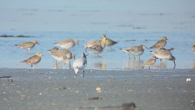 Saunders's Gull - ML409214001