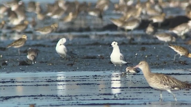 Saunders's Gull - ML409214261