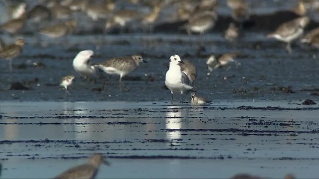 Saunders's Gull - ML409214271