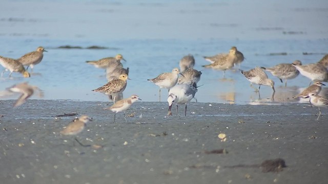 Saunders's Gull - ML409214481
