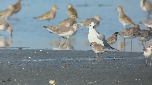 Saunders's Gull - ML409214491