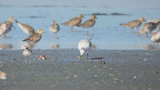 Saunders's Gull - ML409214741