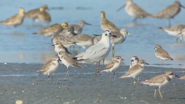 Saunders's Gull - ML409214931