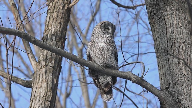 Great Gray Owl - ML409216681