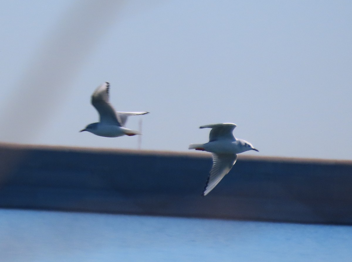 Bonaparte's Gull - ML409216961