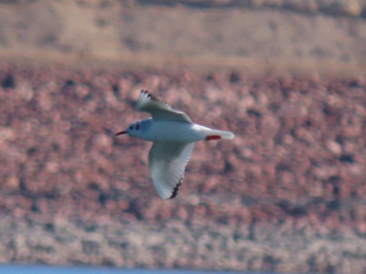 Bonaparte's Gull - ML409216981