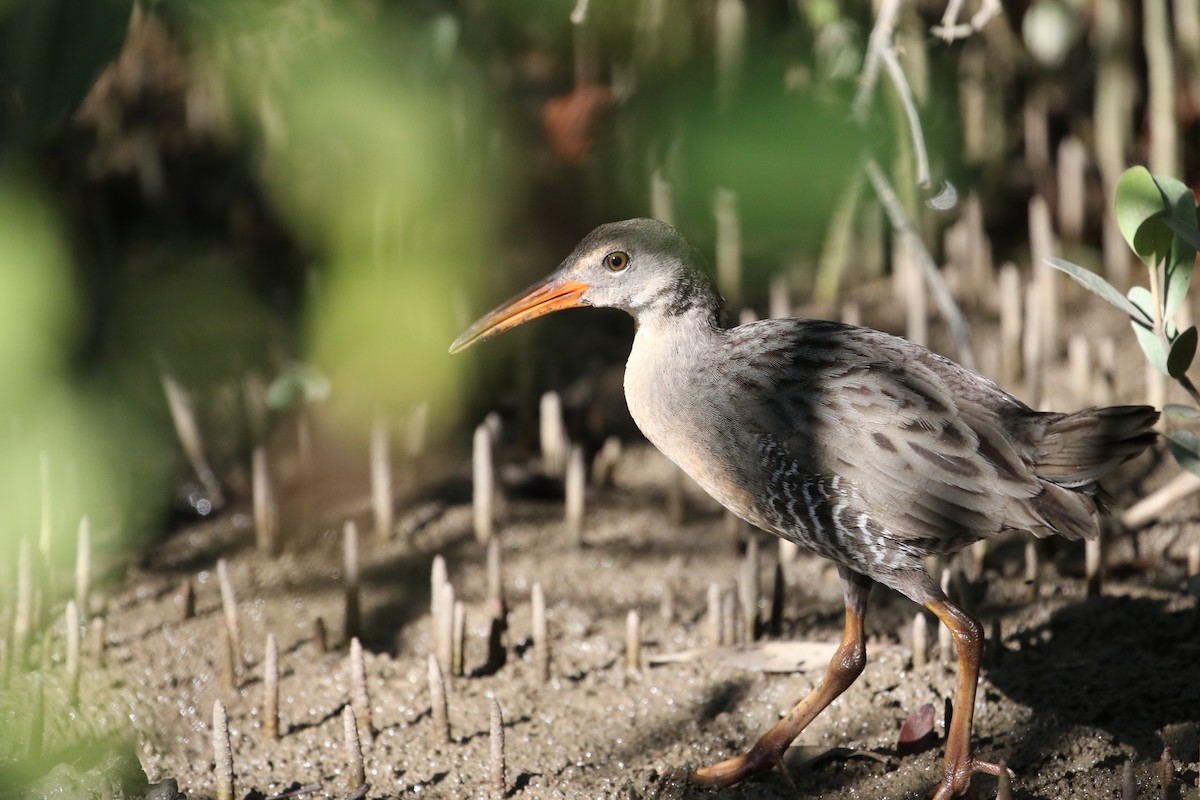 Mangrove Rail - ML409217191