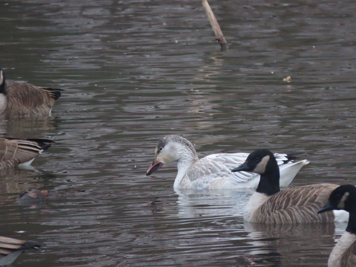 Snow Goose - ML409217341