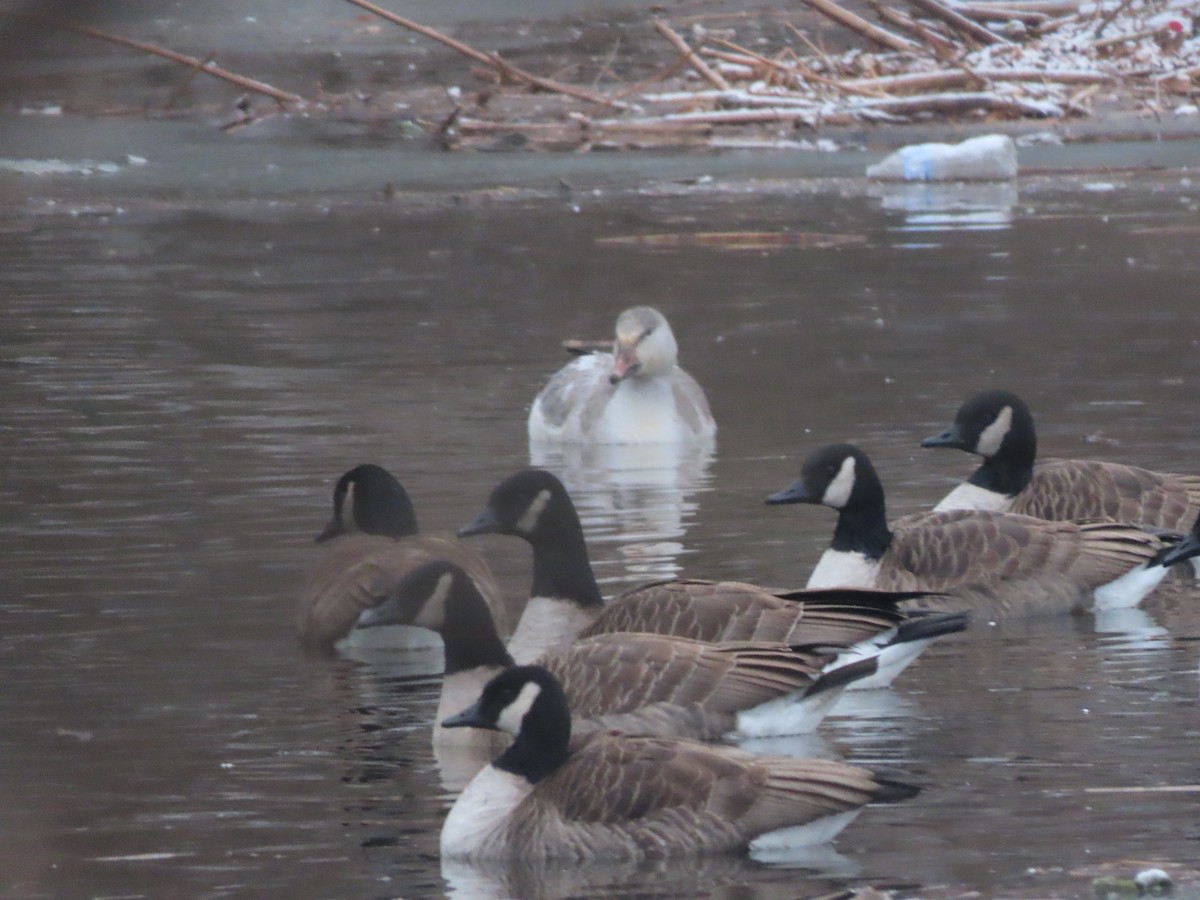 Snow Goose - ML409217501