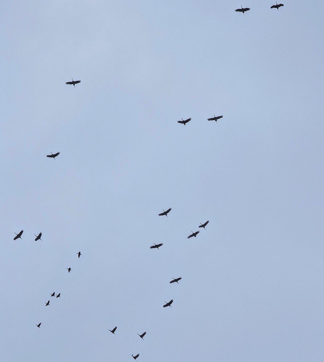 Sandhill Crane - ML409218131