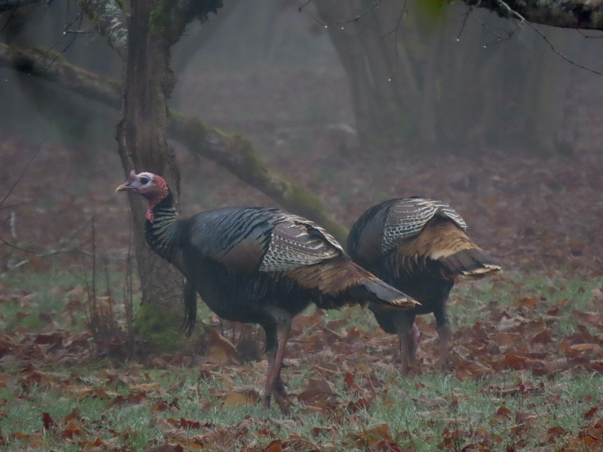 Wild Turkey - Anne Tucker