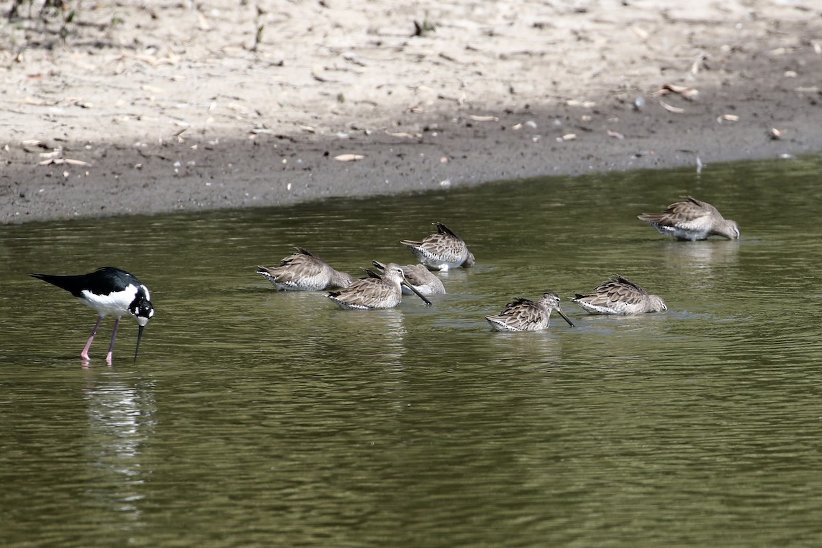 Long-billed Dowitcher - John van Dort