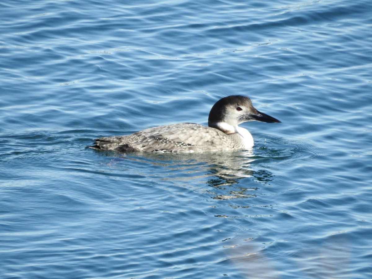 Common Loon - Kayla Fisk