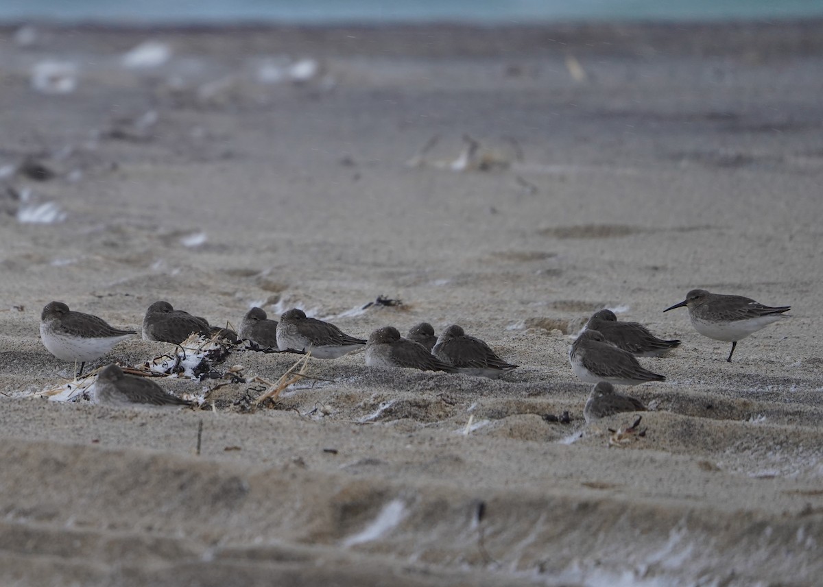 Dunlin - ML409220471