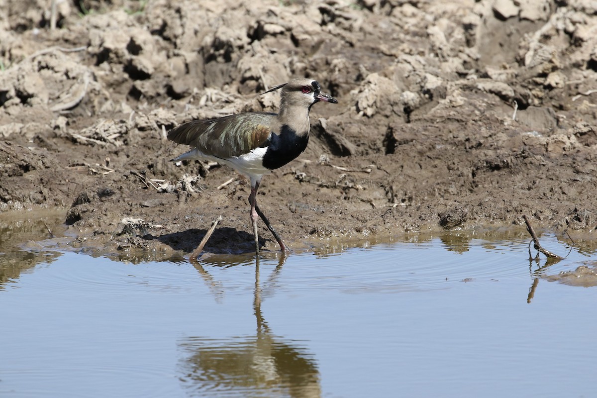 Southern Lapwing - ML409220651