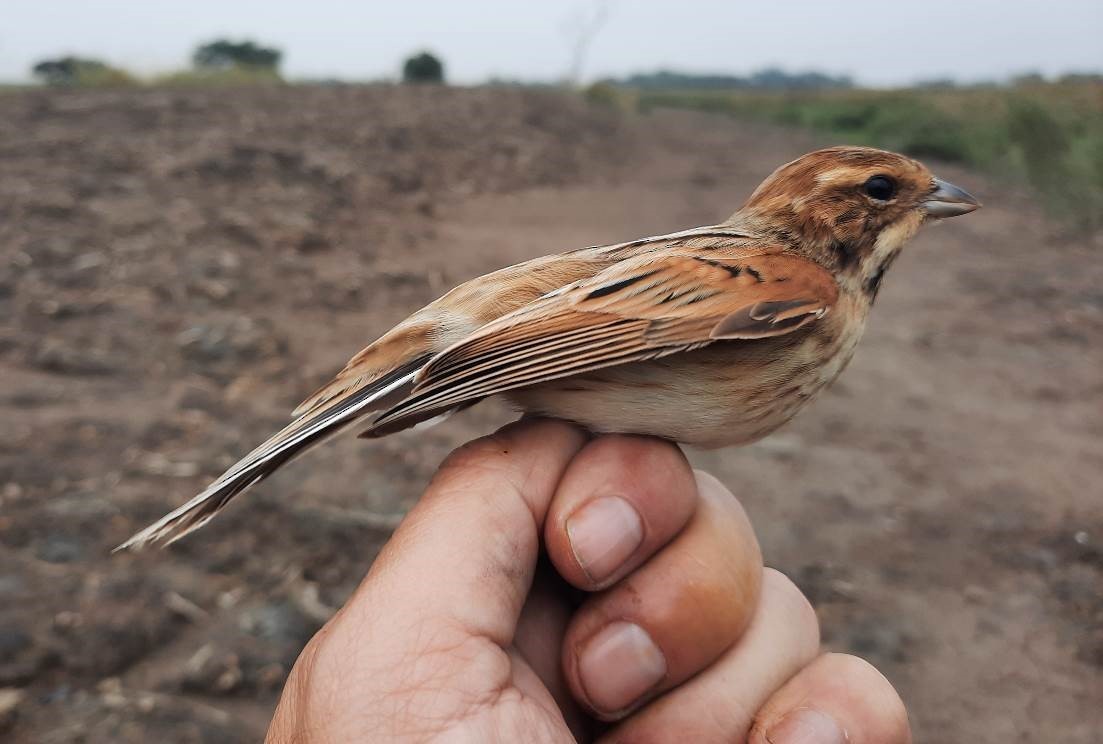 Reed Bunting - ML409221471