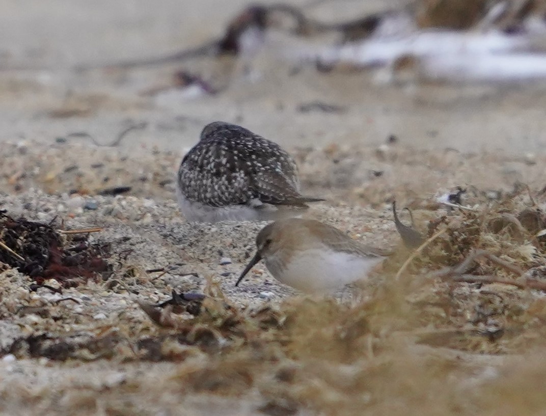 Dunlin - ML409221621