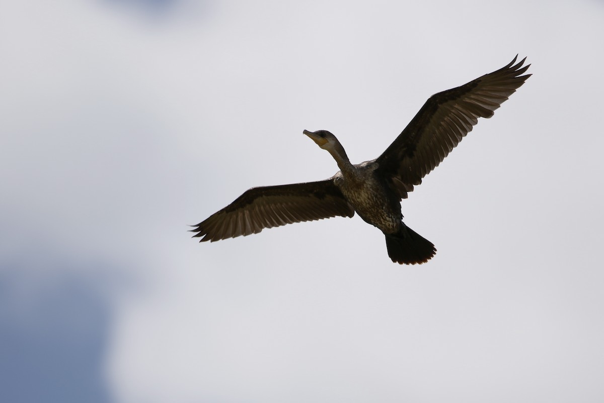 Cormorán Biguá - ML409222401