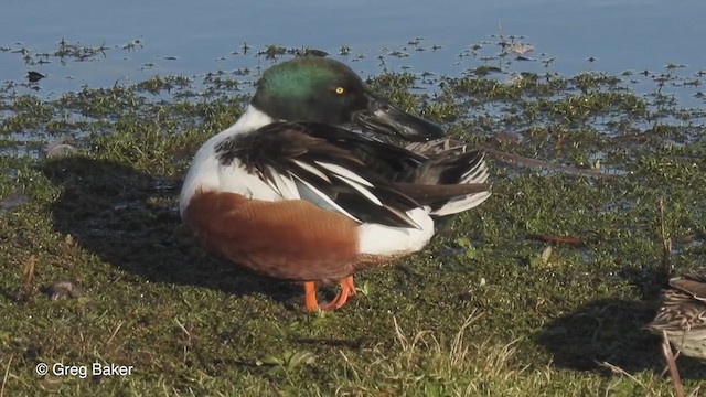 Northern Shoveler - ML409222971