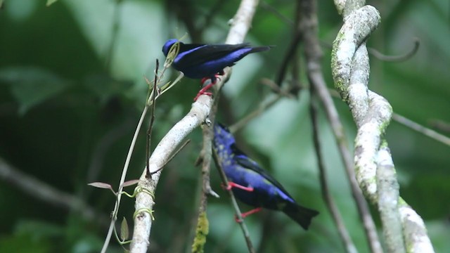 Red-legged Honeycreeper - ML409223561