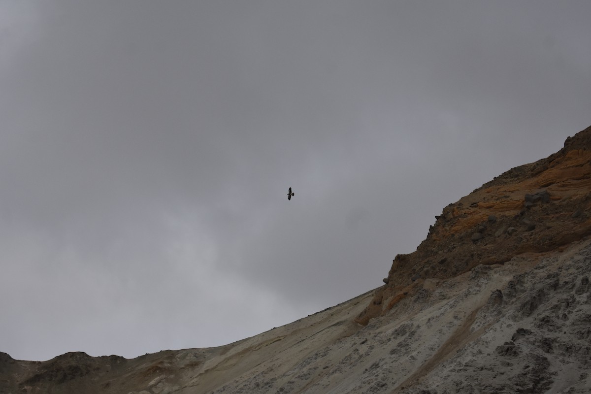 Mountain Caracara - Fernando  Pizarro