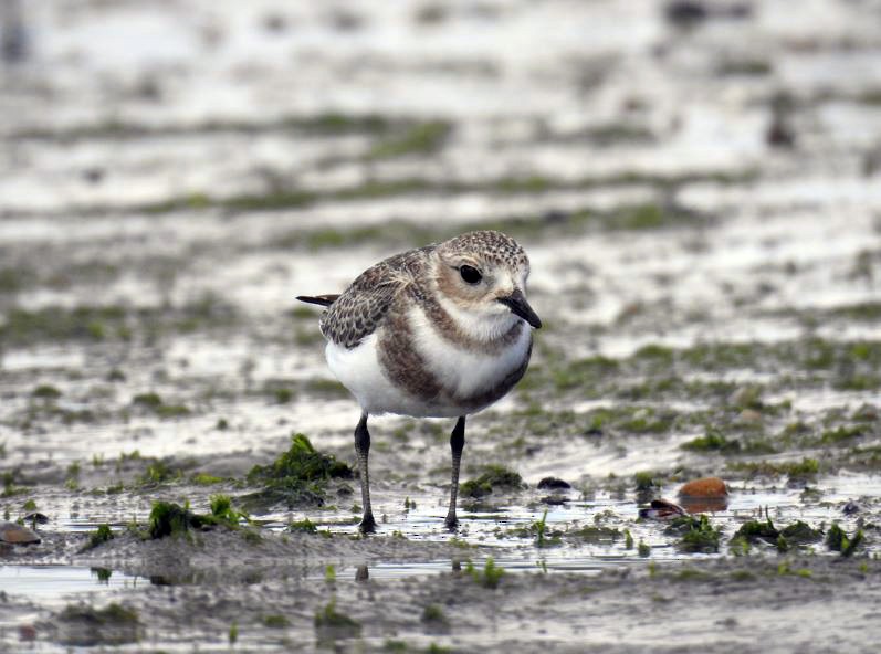 Two-banded Plover - ML409225691