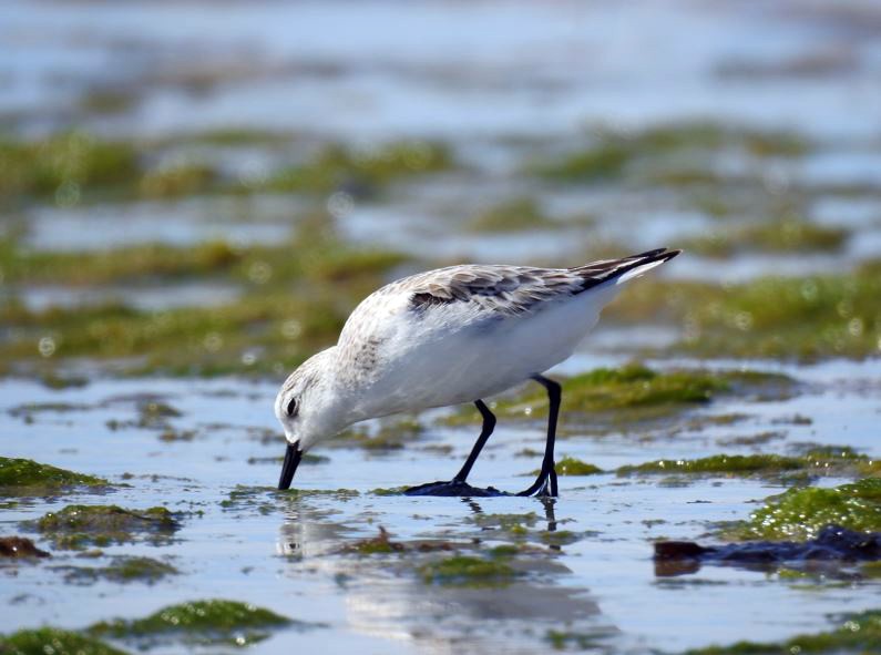 Bécasseau sanderling - ML409225731