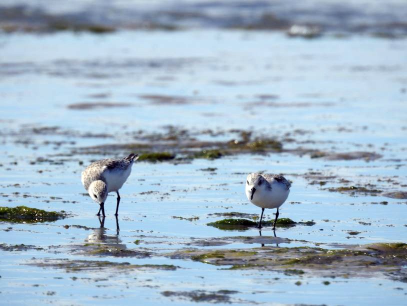 Sanderling - Marcio Kerbage