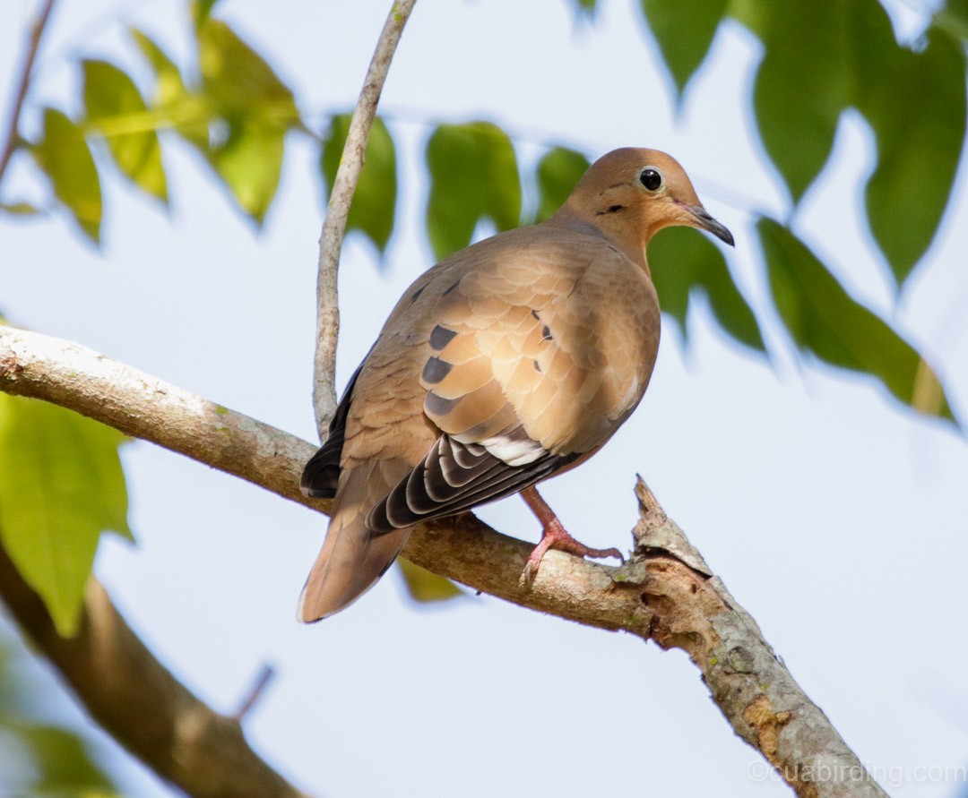 Zenaida Dove - ML409226051