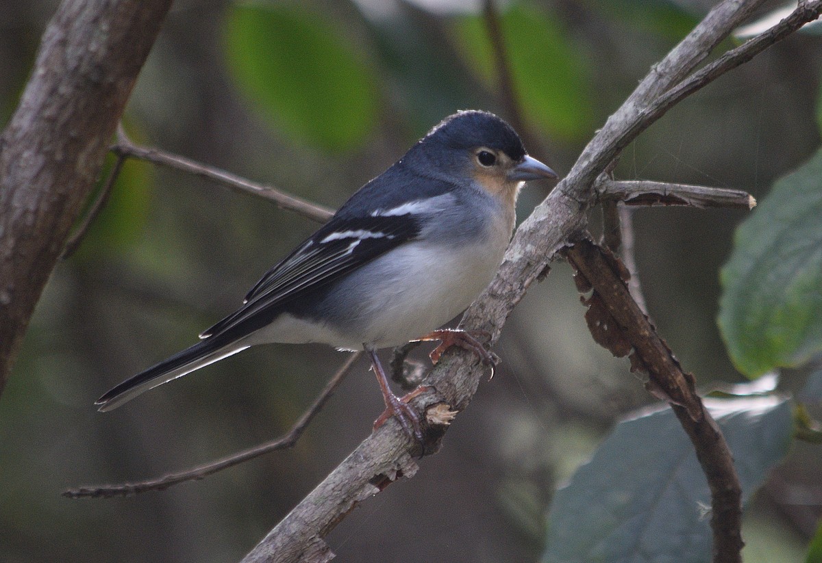 Canary Islands Chaffinch (La Palma) - ML409226951