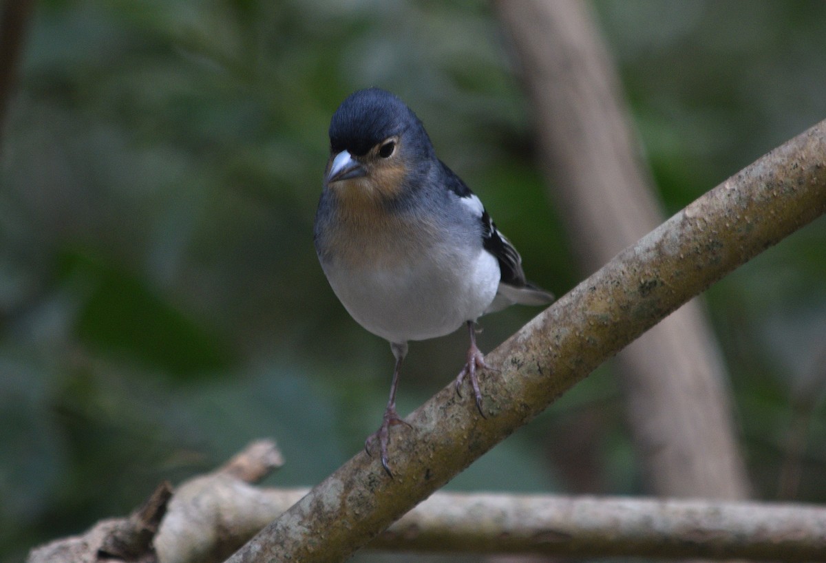 Canary Islands Chaffinch (La Palma) - ML409226971