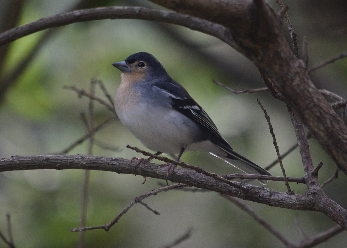 Canary Islands Chaffinch (La Palma) - ML409226991