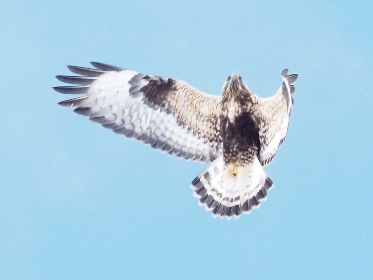 Rough-legged Hawk - ML409227251