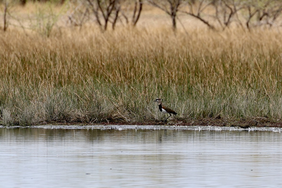 Southern Lapwing - ML409227491