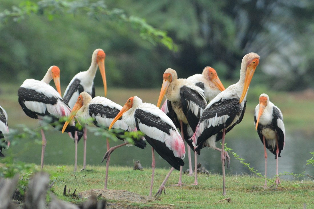 Painted Stork - ML409228051