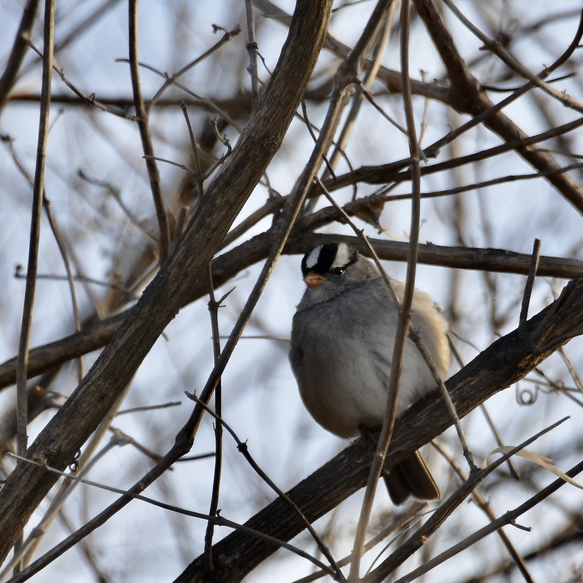 White-crowned Sparrow - ML409228311
