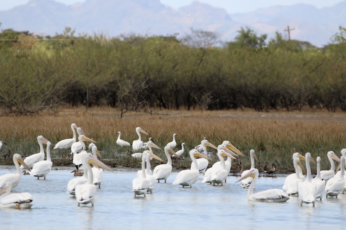 Snow Goose - ML409228701