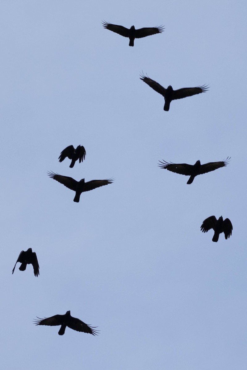 American Crow - ML409229241