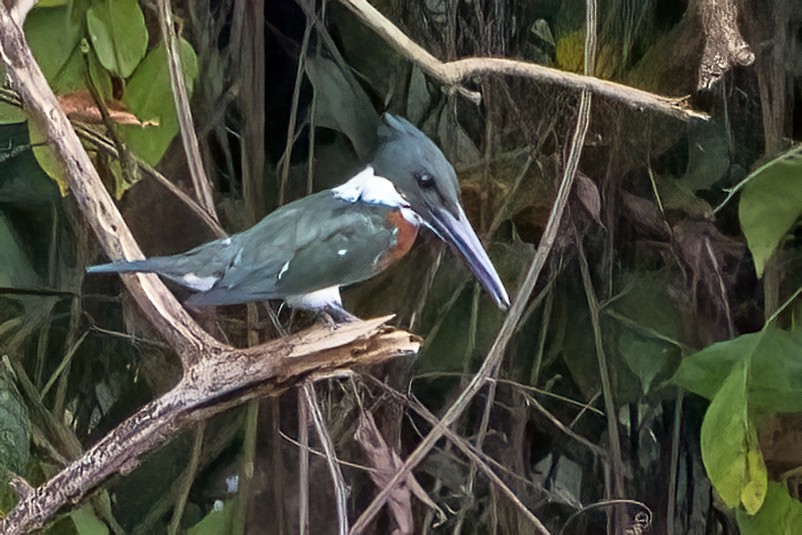 Amazon Kingfisher - ML409230251