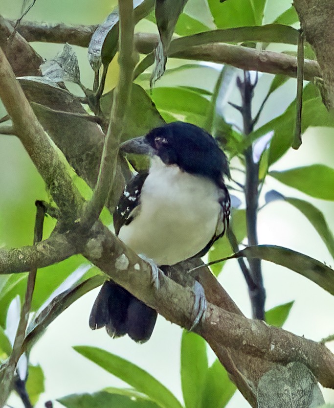 Great Antshrike - ML409230351