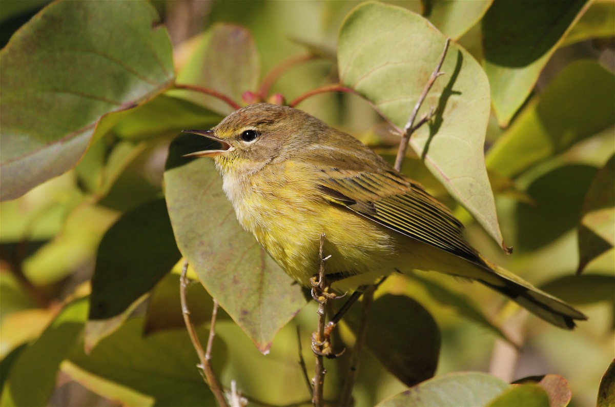 Palmenwaldsänger (hypochrysea) - ML40923051