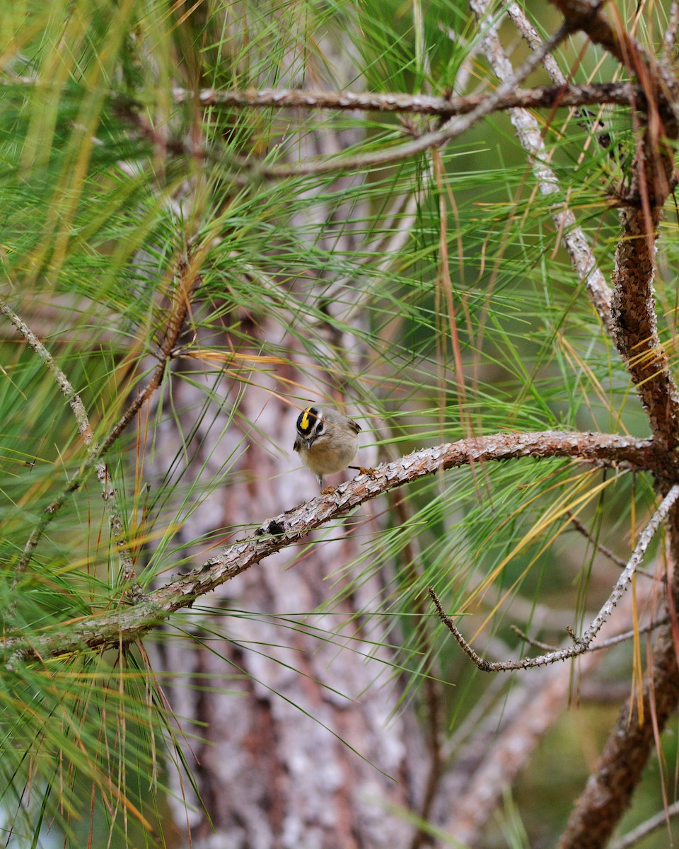 Golden-crowned Kinglet - ML409230681