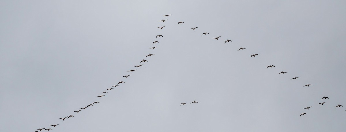 Snow Goose - ML409230731