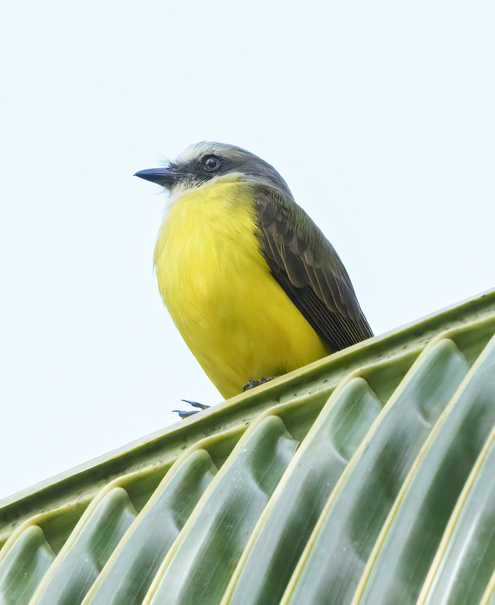 Social Flycatcher - Larry Master