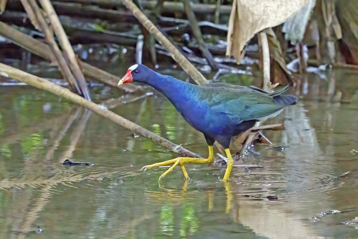 Purple Gallinule - ML409231101