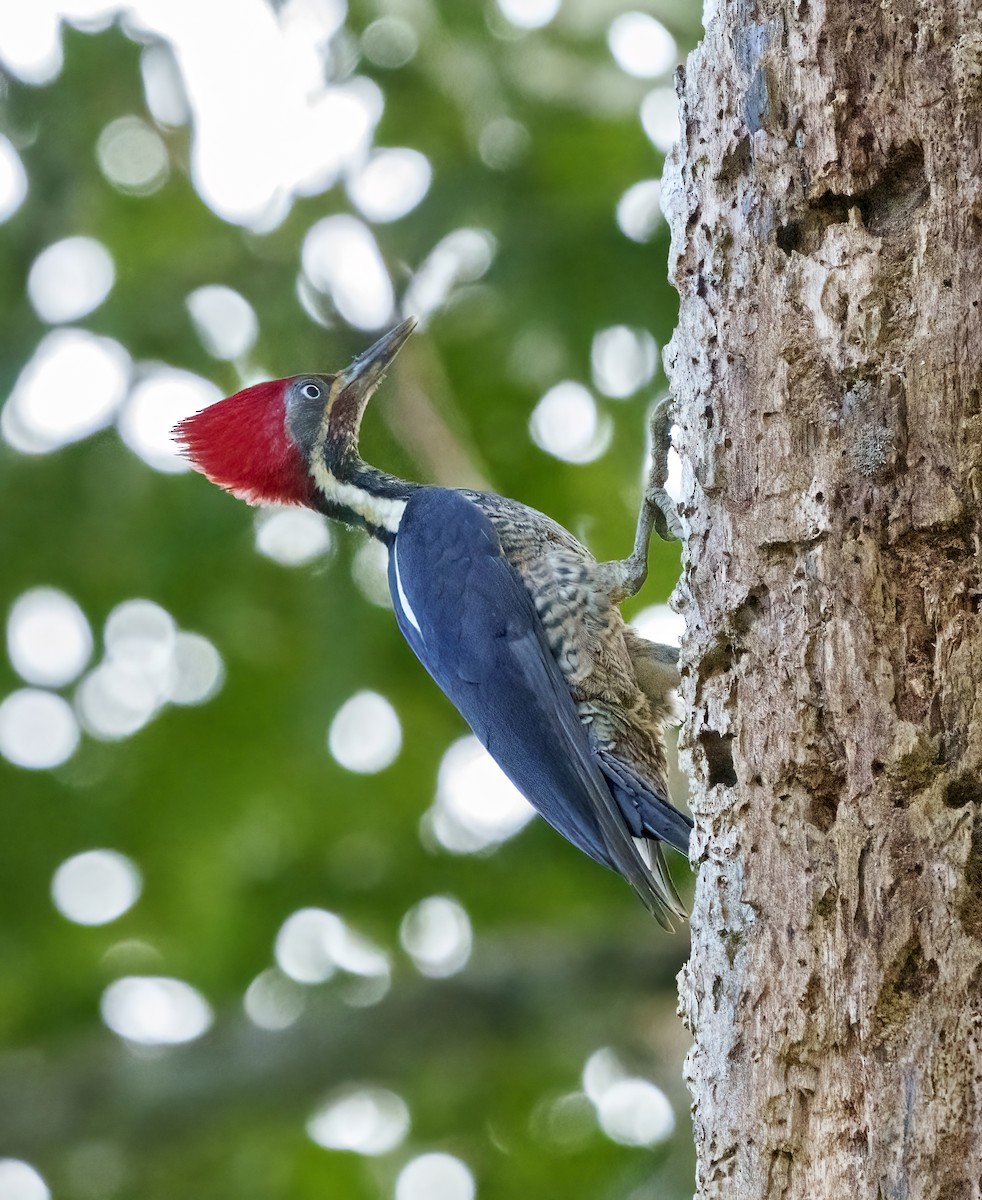 Lineated Woodpecker - ML409231331