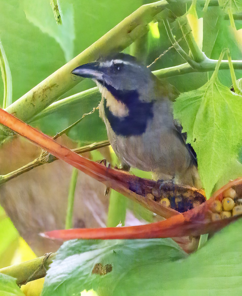 Buff-throated Saltator - ML409231611