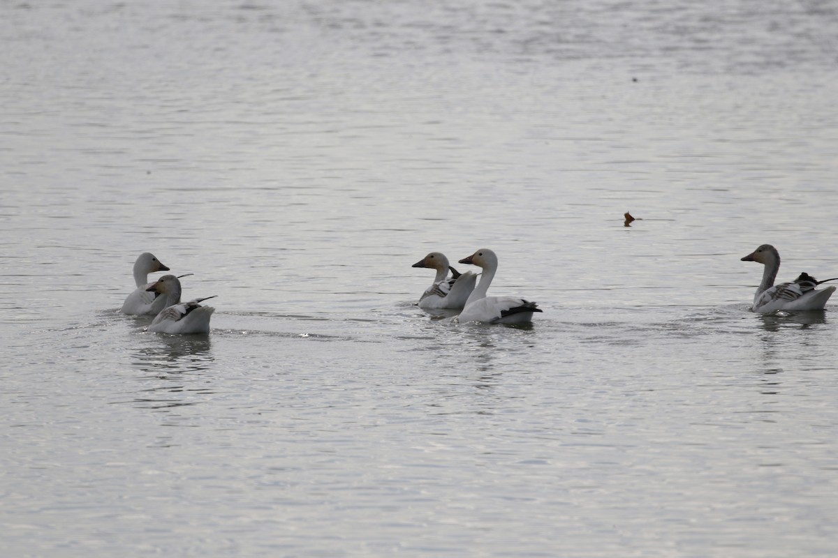 Snow Goose - ML409231621